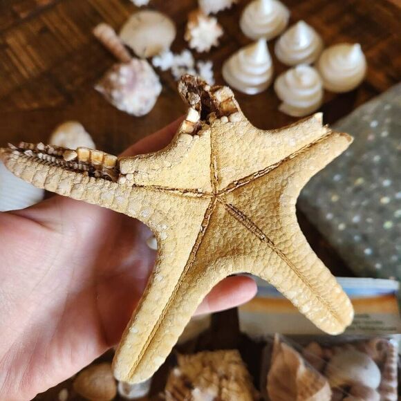 Large bundle of natural seashells barnacle starfish hermit scallop conch cerithi - Picture 7 of 14